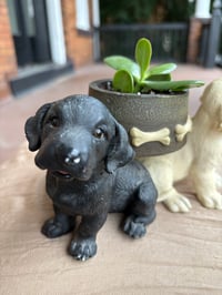 Image 4 of Jade Plant in Yellow, Chocolate, Black Lab Pot