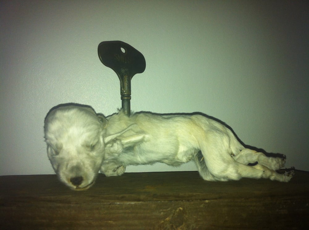 Image of taxidermy automaton display mummified dog 