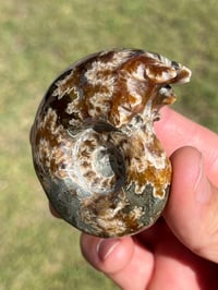 Image 5 of Ammonite Fossil | Madagascar #2994