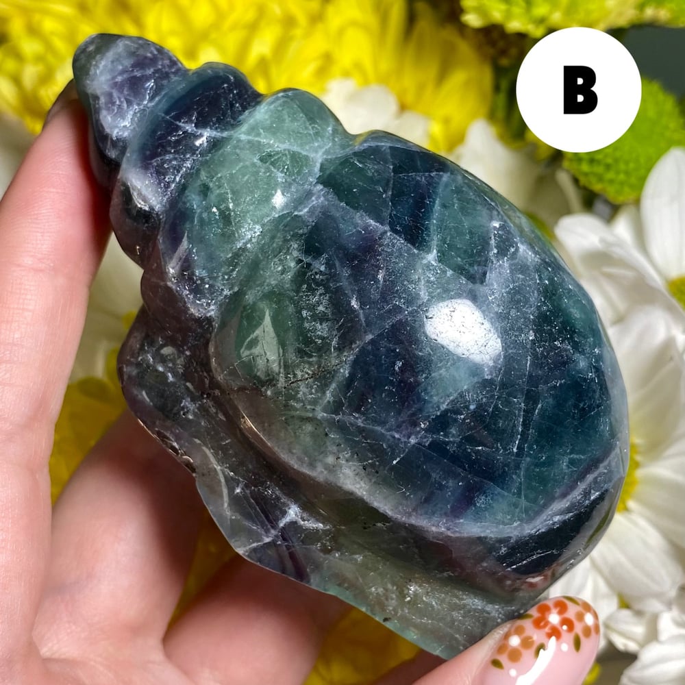 Image of Fluorite Conch Shell