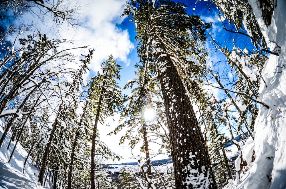 Image of Winter Trees Print 12x18