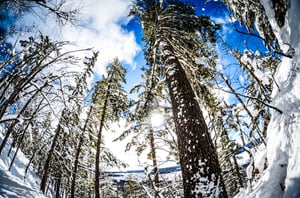 Image of Winter Trees Print 12x18