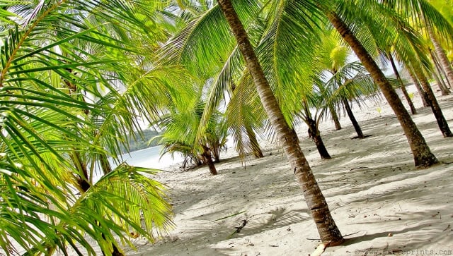 Image of The Palms