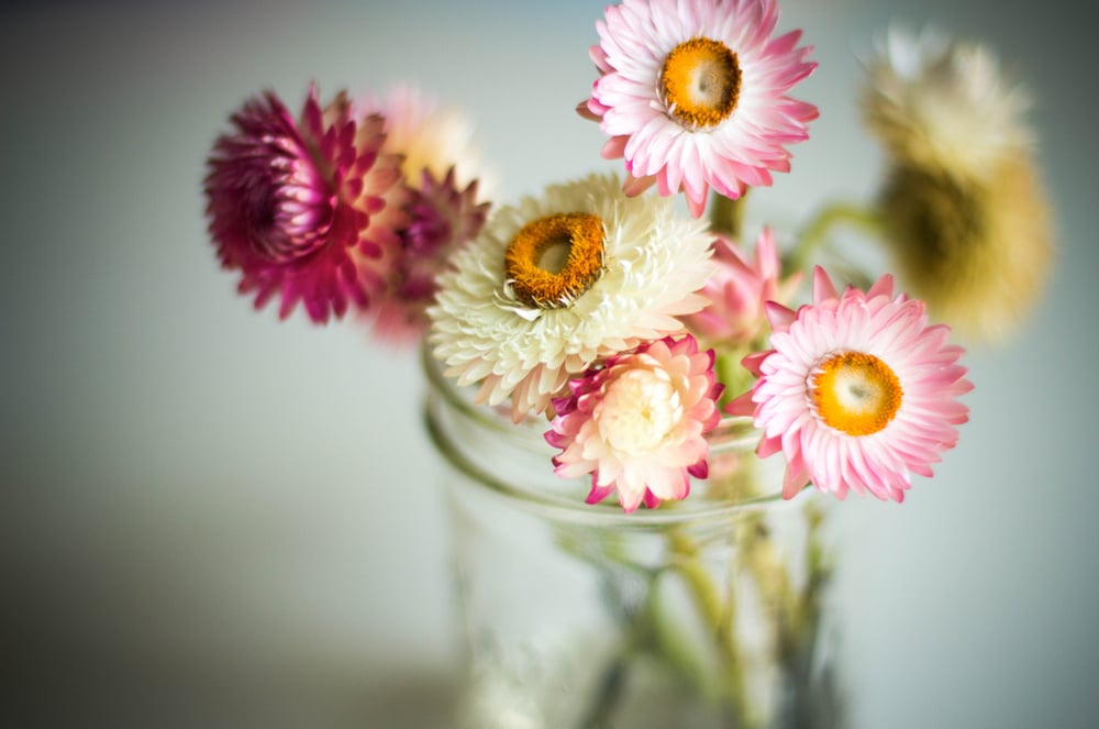 Image of button daisies