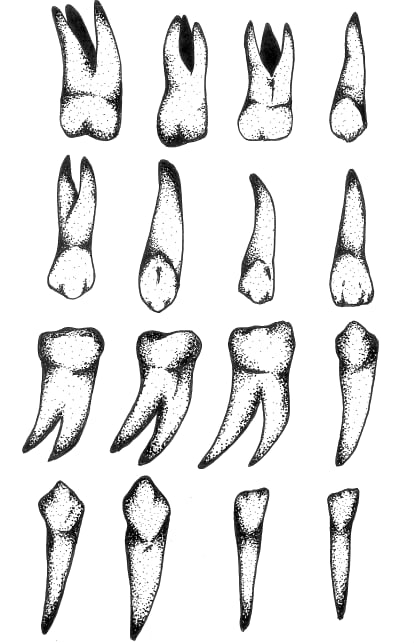 Image of Teeth