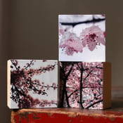 Image of Cherry Blossom Tryptic