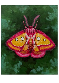 Pink Star Moth Study Print