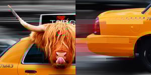 Image of Taxi Passenger - Highland Cow Art Print