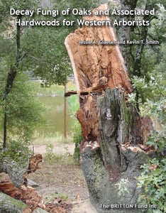 Image of Decay Fungi of Oaks and Associated Hardwoods for Western Arborists