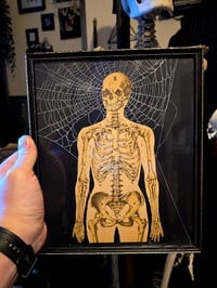 Image 1 of ANTIQUE ANATOMICAL COLLECTION - Preserved web  - A 