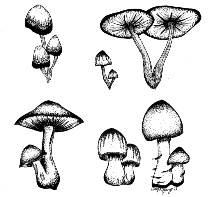 Image of Mushrooms