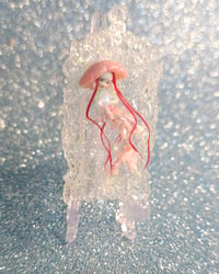 Image 2 of Anita medusina