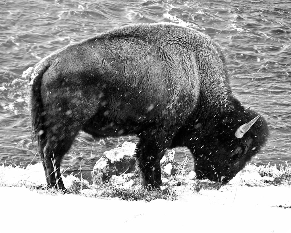 Image of Wyoming Buffalo