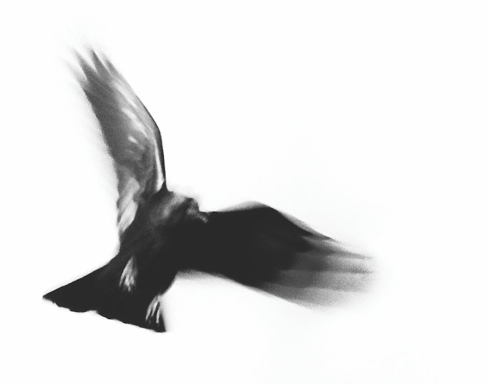 Image of Taos Dark Bird