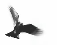 Taos Dark Bird