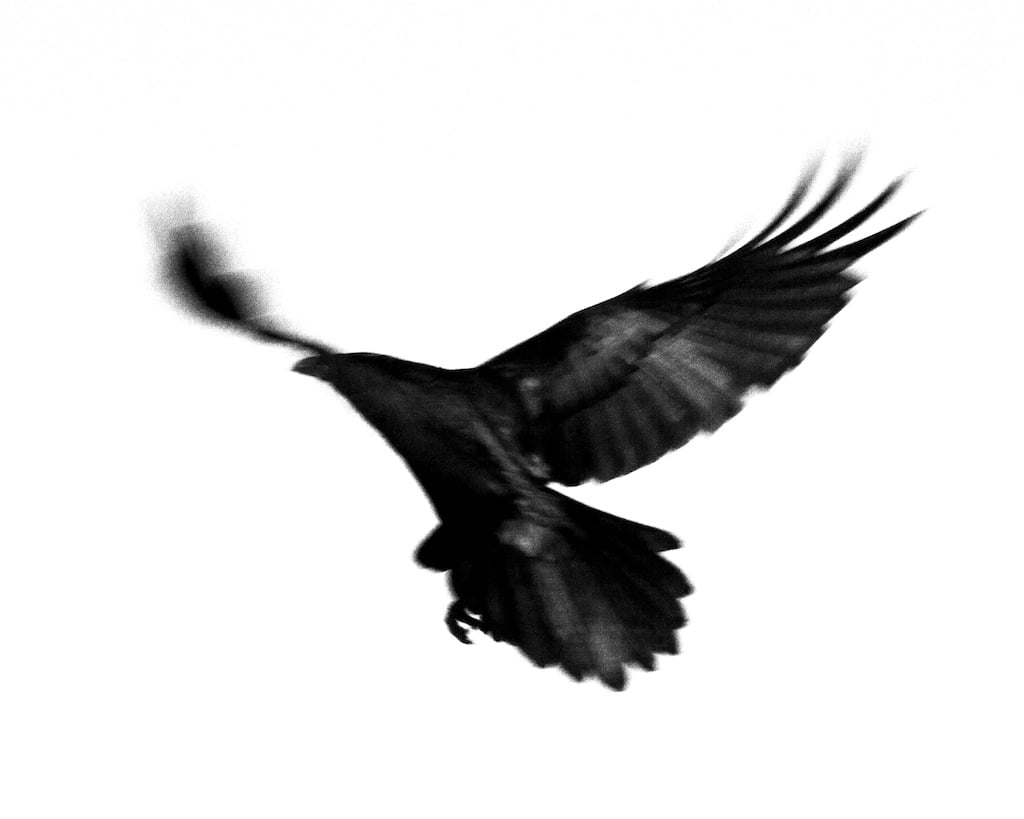 Image of Arizona Dark Bird