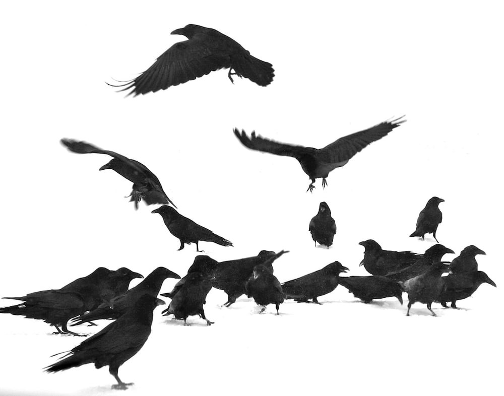 Image of Wyoming Dark Birds