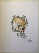 Image of Skull Study