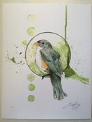 Image of Bird Study 