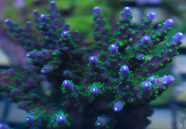 Image of CC Purple Bonsai