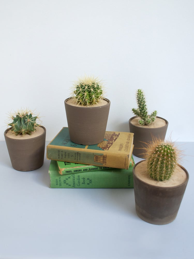 Image of Living Desert Cactus