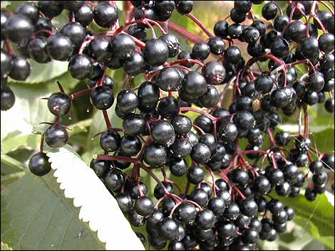 Image of Elder Mother's Elixir