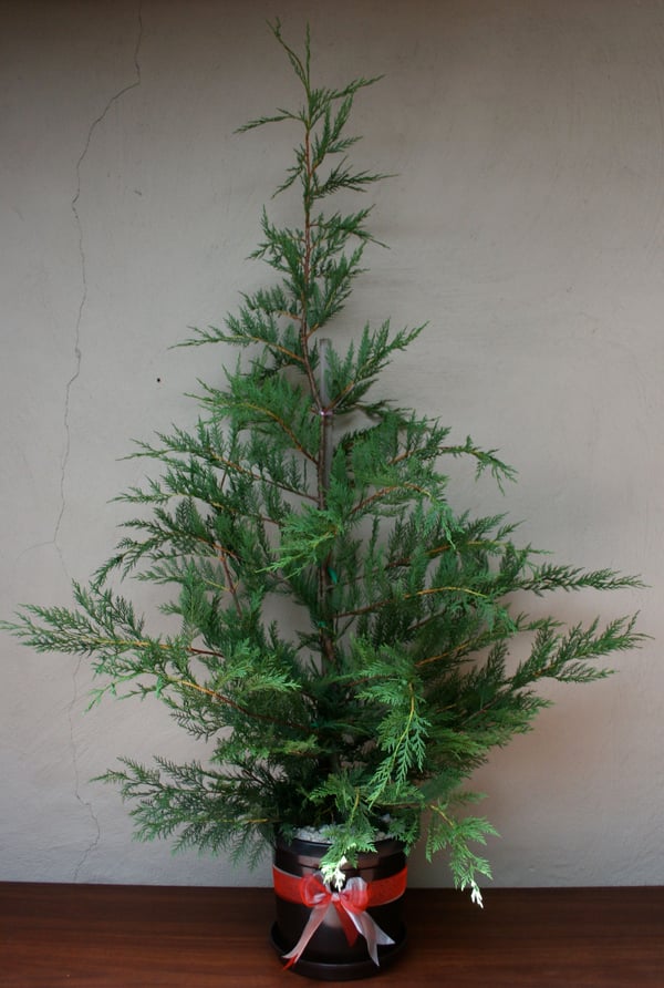 Image of Traditional Cypress Christmas tree - approx 1.5 to 1.75 metres tall
