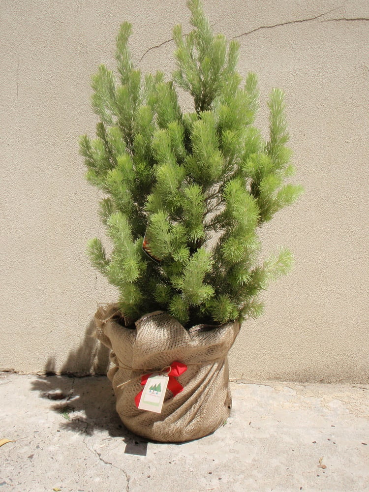 Image of Native Australian Christmas Tree - 60cm high