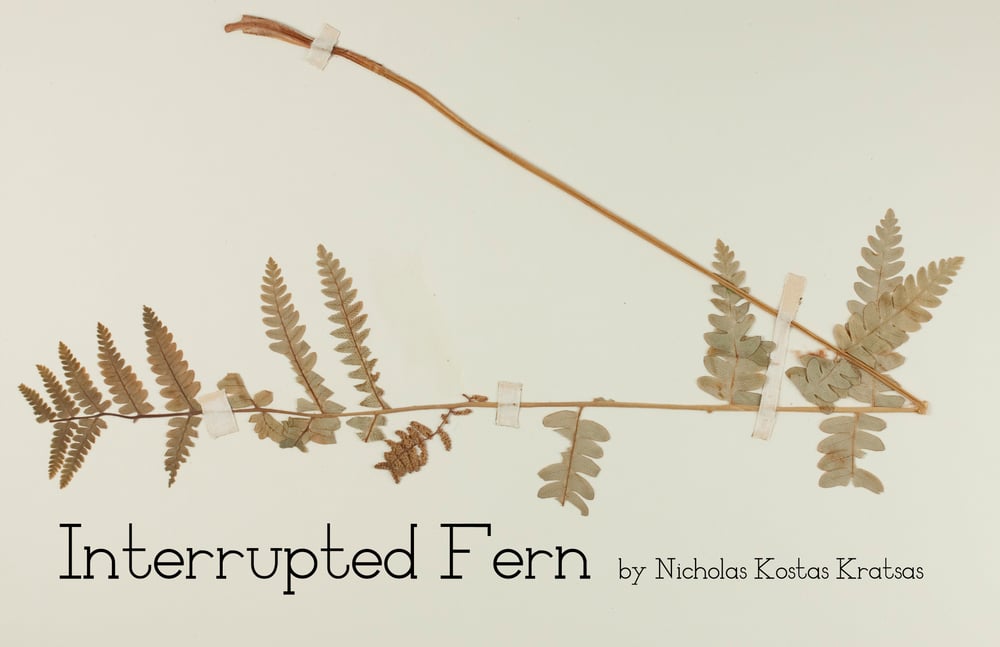 Image of Interrupted Fern