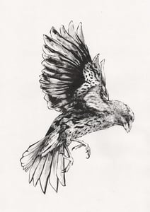 Image of Darwin's Finch- Original Drawing