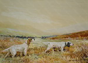 Image of English Setters below Cross Fell