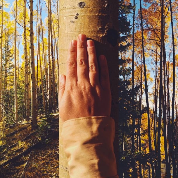 Image of Hand in Aspens