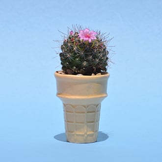 Image of Prickly Cone