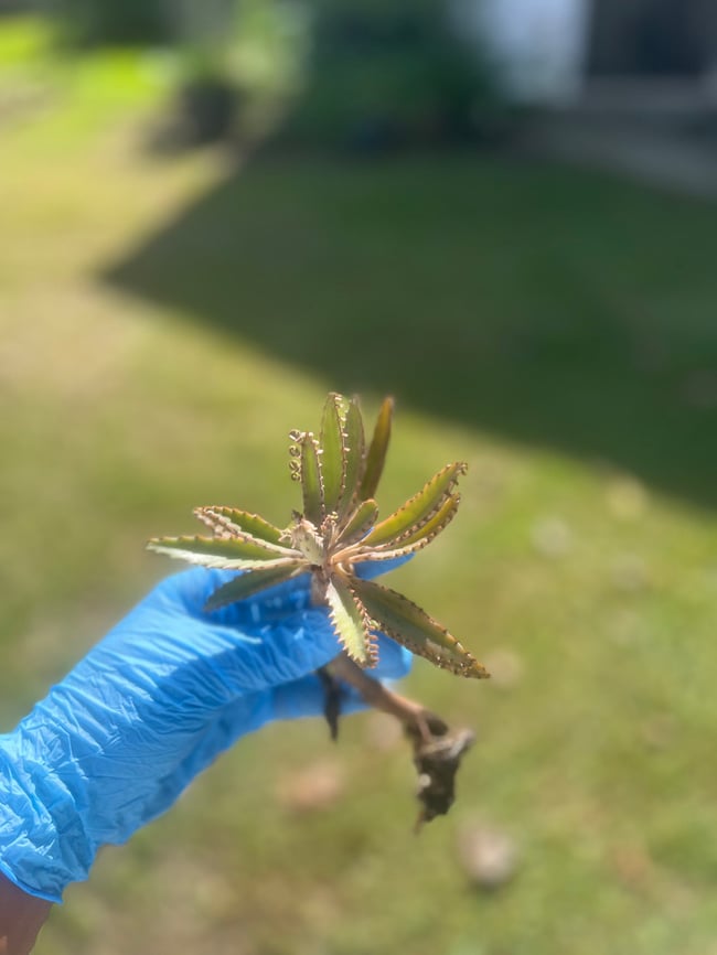 Mother of A Thousand Succulent Plant