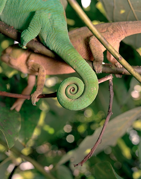 Image of Chameleon Tail, Madagascar, by Brown Cannon III