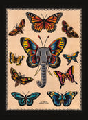 Image of Butterphant Tattoo Flash