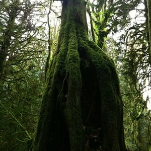 Image of Fearthainne "Knowing" CD