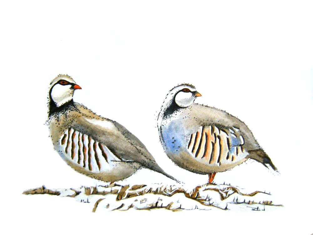 Image of Pair of Partridges