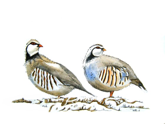 Image of Pair of Partridges