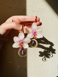 💛💜Crescent Moon Moth Orchids💜💛
