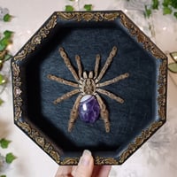 Heteroskodra Maculata