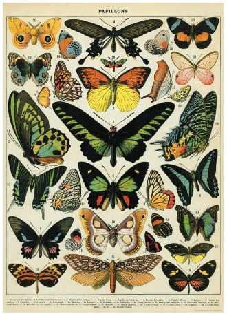 Image of Vintage Butterflies Poster