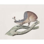 Image of Daniel Sparkes - 'Segmore's Colonial Shovel (Going out on a Hyrax)’. Gicleé print