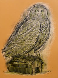 Image 1 of Reconstructed Snowy Owl Orange