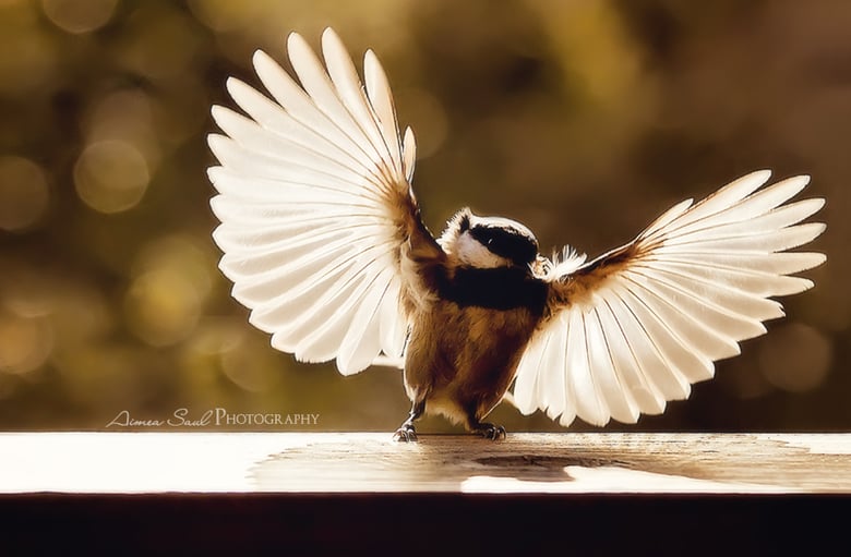 Image of "Chickadee Wings Of Light" Museum Print