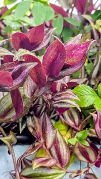 Image 3 of 10 Tradescantia Zebrina Cuttings – Unrooted