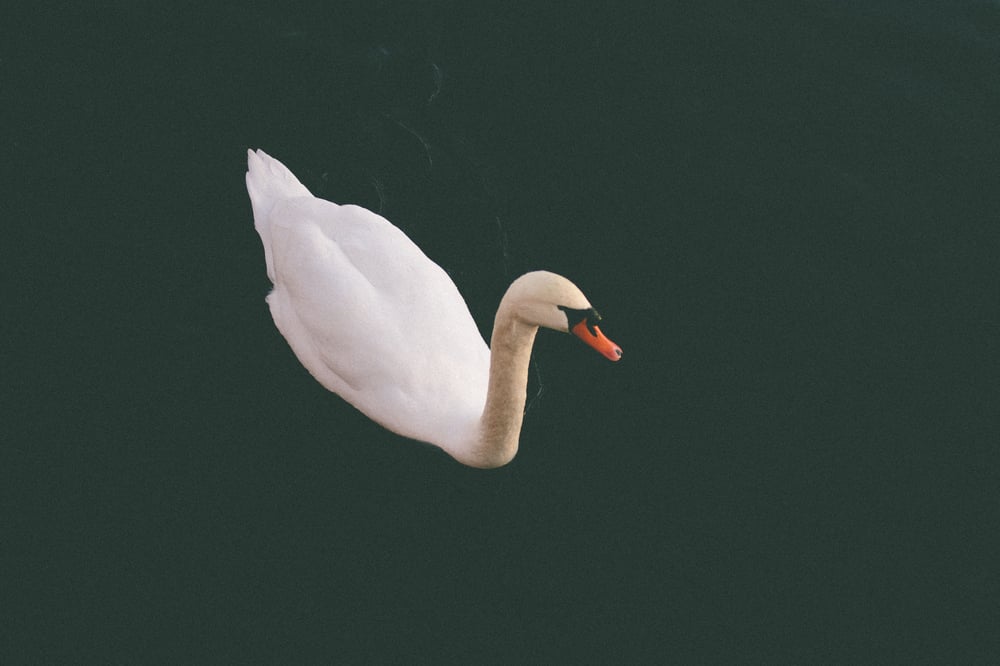 Image of waban swan