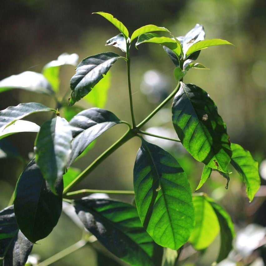 Image of Ethiopia Sidamo Nura Korate