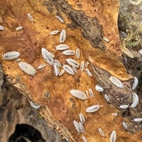  Dwarf White Isopods