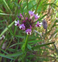 Image 1 of Tomcat Clover : Trifolium wildenovii